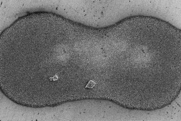 Organic Stabilizer Residue in MNP Inks Behind Loss of Conductivity in 3D Printed Electronics