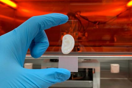 Researchers Develop 3D Printed Lab-Grown Ear Cartilage
