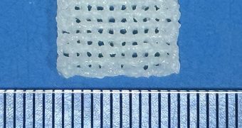 NTU Researchers 3D Print a Bone Scaffold Timed to How Injuries Heal